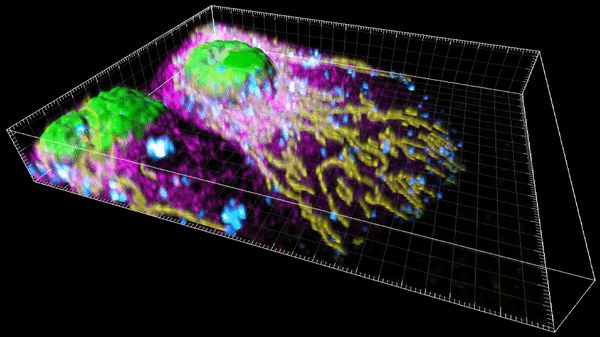 The image shows a cell under a microscope. The organells are stained, lysosomes in cyan, mitochondria in yellow, endoplasmic reticulum in magenta, and the nucleus in green. The 3D reconstruction shows that the cell is rather flat but has a bump where the nucleus is located.