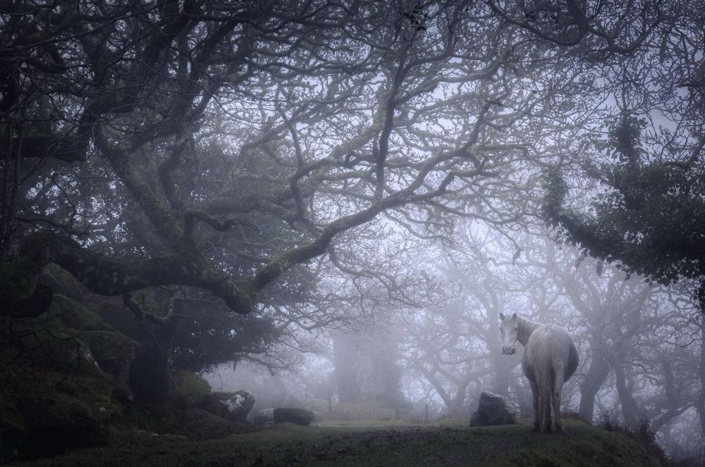 A horse standing in the fog in an ancient forest on Dartmoor 