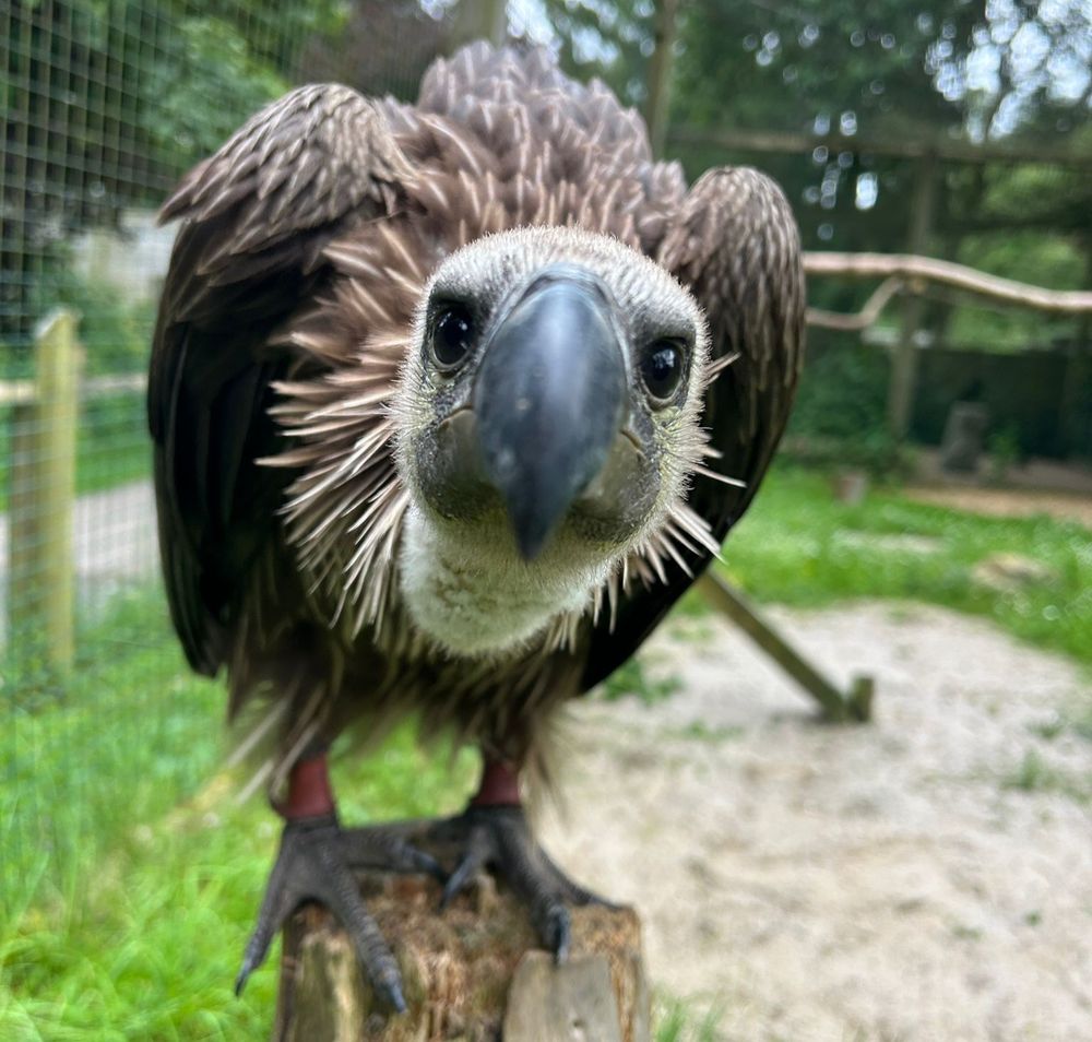 Windsor the African White-backed Vulture looks into the camera lens