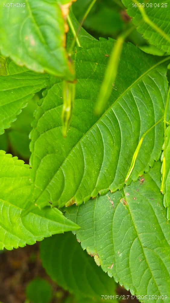 A macro photograph captures the vibrant green leaves of a Springkraut (Impatiens glandulifera) plant in a forest setting. The image highlights the intricate vein patterns and slightly serrated edges of the leaves. Several elongated seed pods are visible hanging delicately from the plant, indicating its explosive seed dispersal stage. A tiny insect can be seen near the center, adding a touch of life to the lush, detailed scene. The photo is timestamped and labeled "NOTHING" in the top-left corner, suggesting it was taken with a Nothing Phone.

