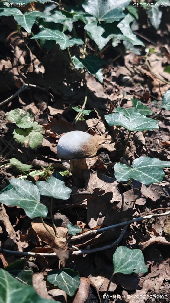 A single stout mushroom with a smooth gray-brown cap emerging from dry leaf litter and ivy under a shaded forest bench in August.


