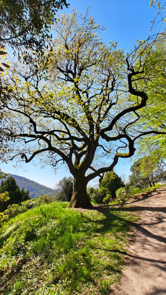 Large tree with twisted branches and fresh green leaves beside a dirt path, mountains in the background under a clear blue sky.

