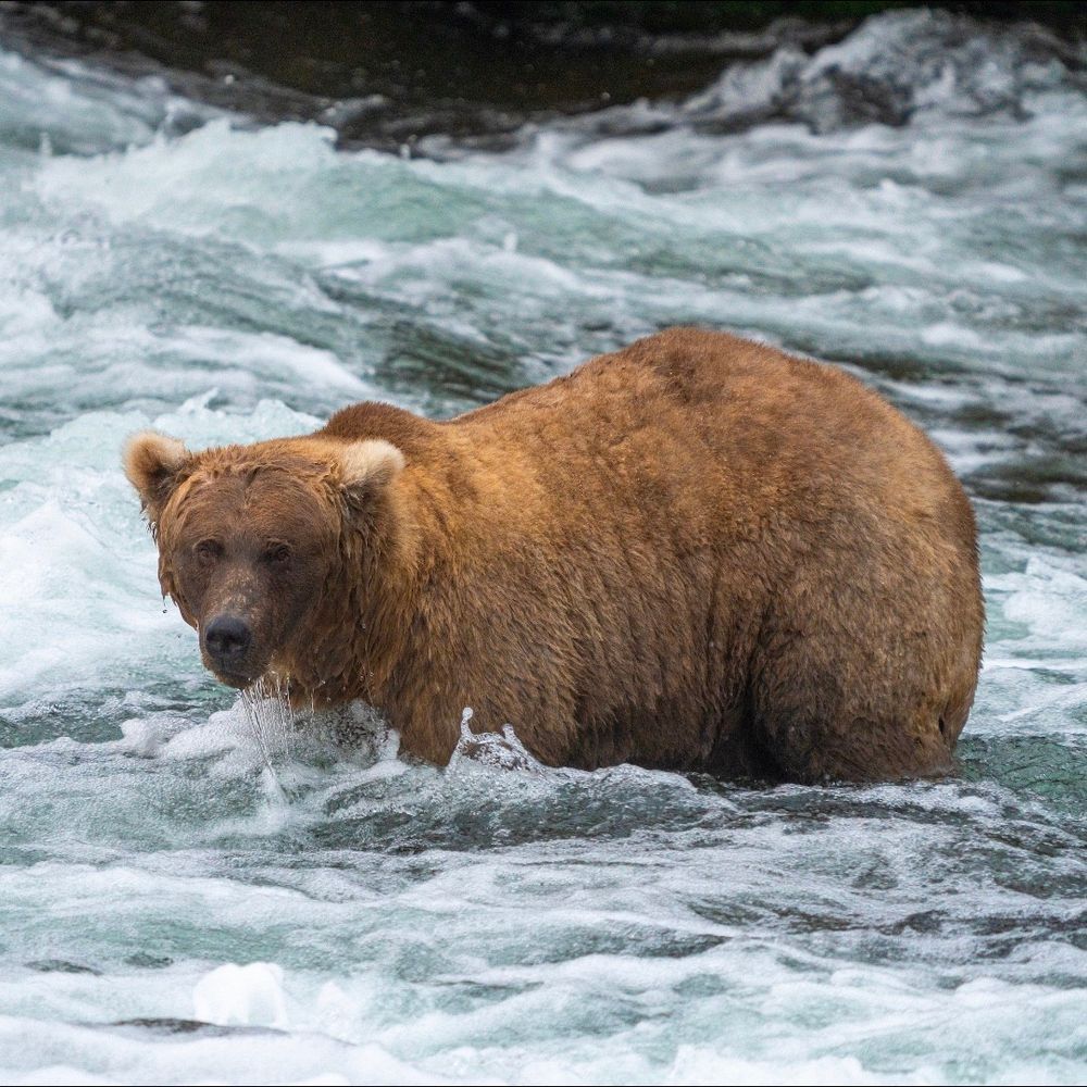 128 Grazer, a very chonky brown bear, stands in a rushing river and faces the camera.
