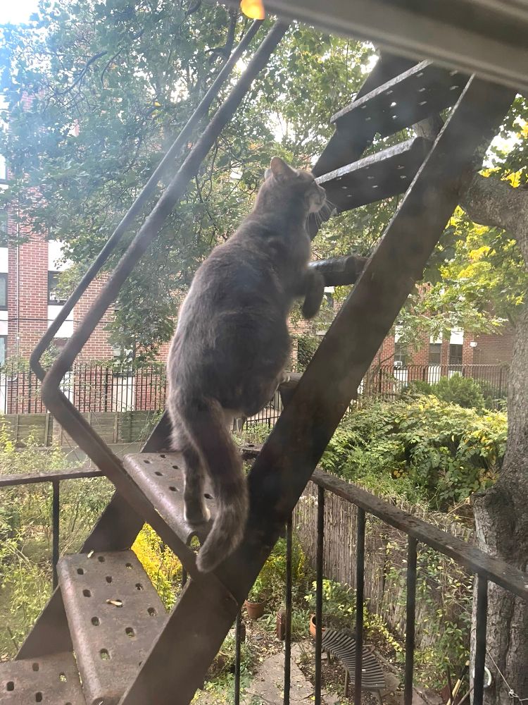 Edgar climbs the fire escape