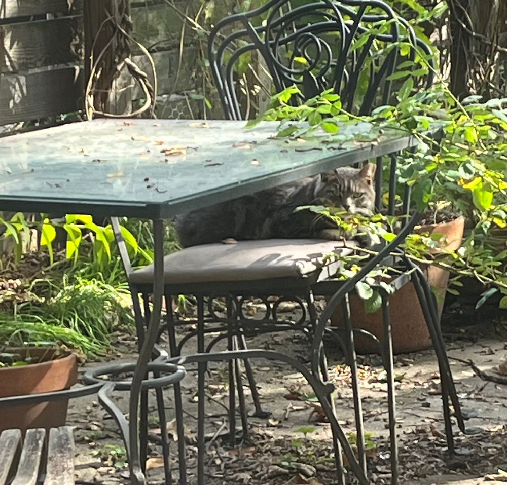 Edgar the stray grey tabby cat sitting on two chairs stacked on top of each other, slightly below the surface of the garden table, very nestled away, there is a plant branch right next to his little head
