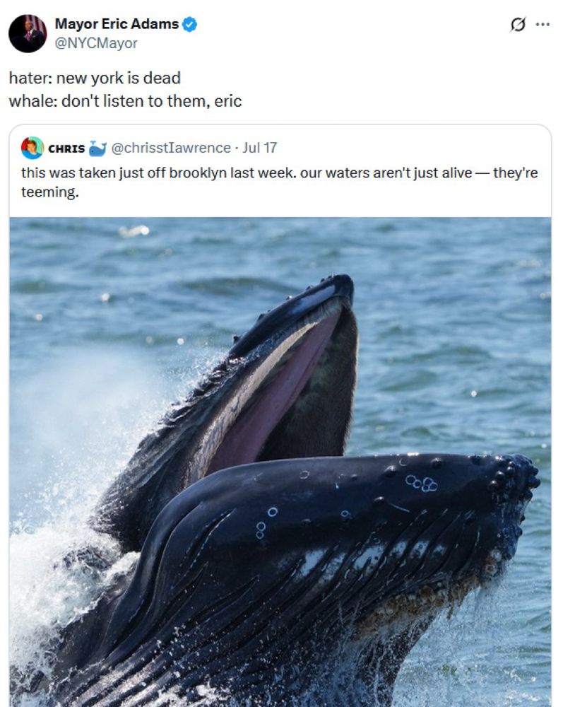 incredible insane tweet from eric adams

@NYCMayor
hater: new york is dead
whale: don’t listen to them, eric

(he is quote tweeting a picture of a whale spotted off the coast of brooklyn)