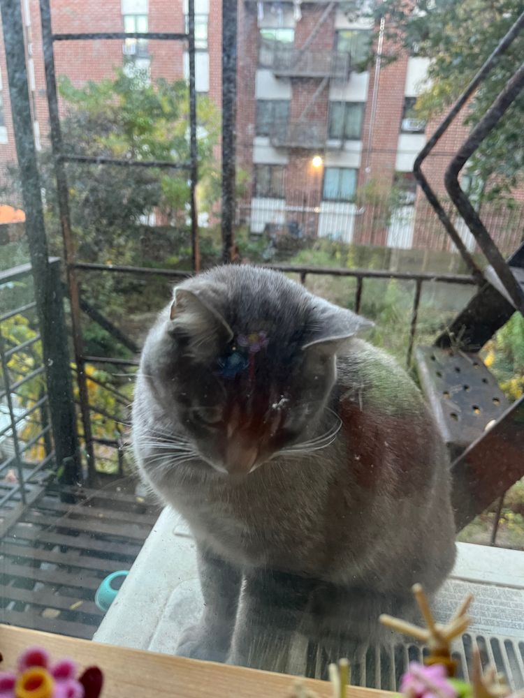 Edgar but he is staring at my funny little lego plants on the window ledge