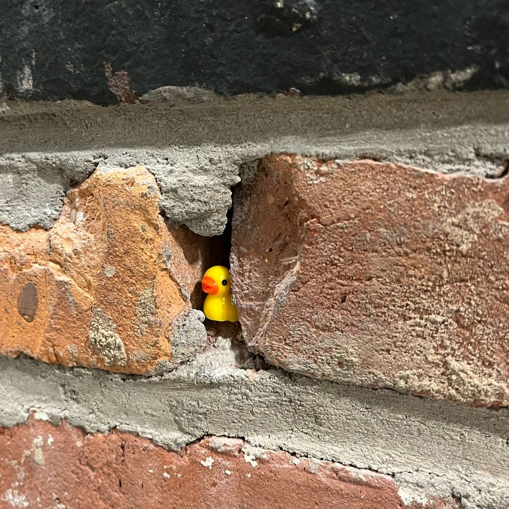 A small yellow resin rubber duck tucked carefully into the crack between bricks in a wall. 