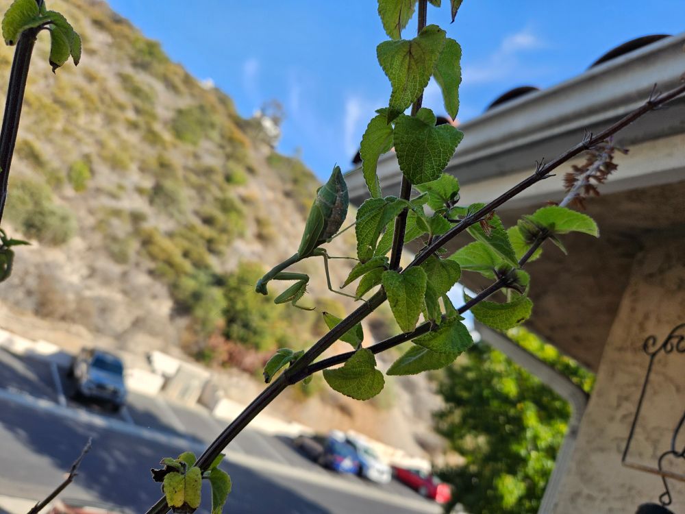 gravid praying mantis sits on a branch, water droplets sit on her abdomen 