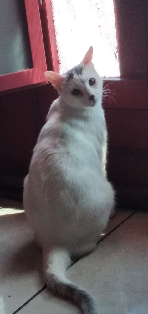 My cat Angel looking back at you 