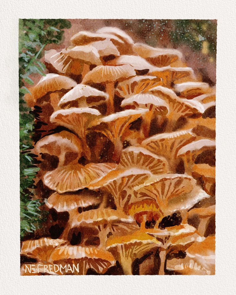 Closeup of a pile of fungi growing on a mossy log