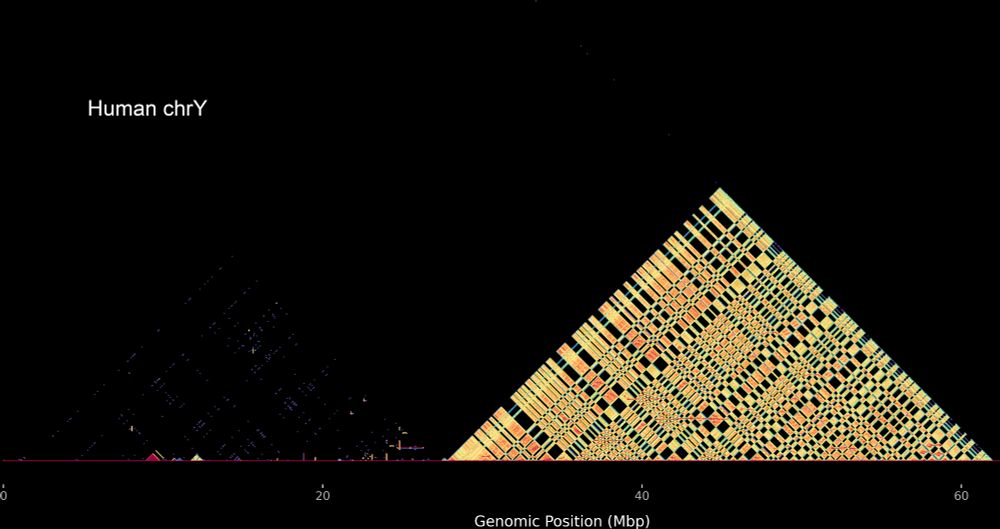 ModDotPlot figure of a human Y chromosome