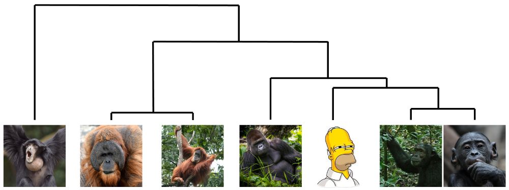 A phylogeny of the 7 ape genomes that have now been completed from "T2T", with Homer Simpson representing mankind.