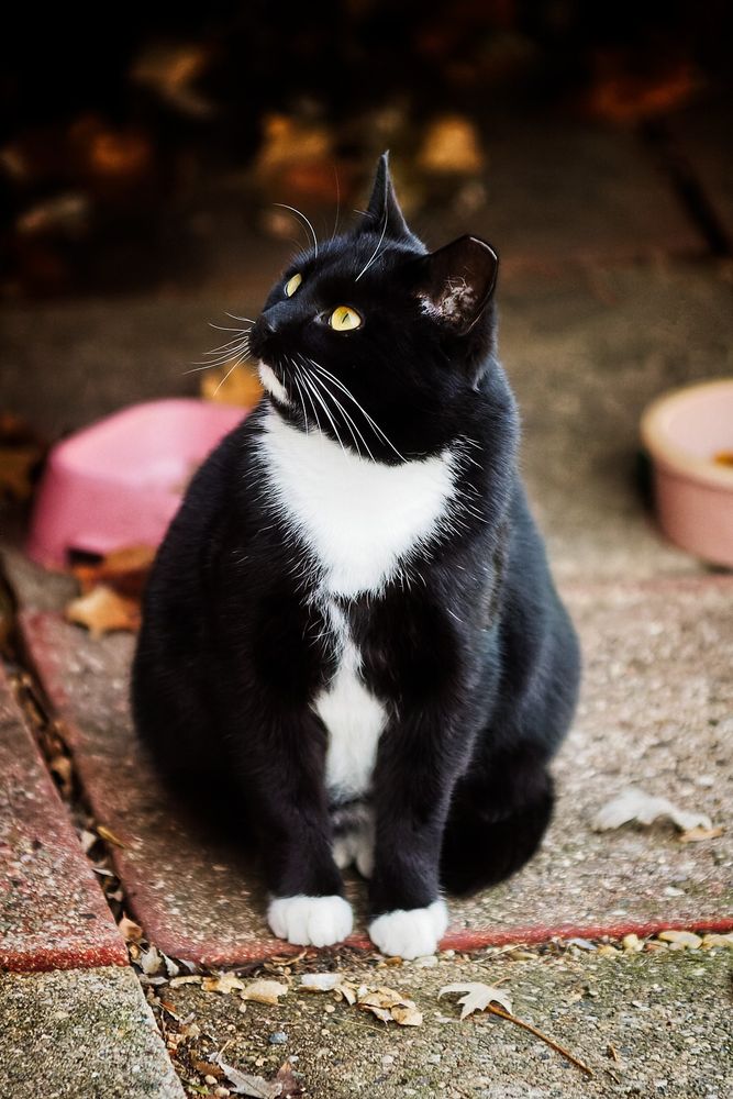 Black and white tuxedo cat sitting on an outdoor patio.