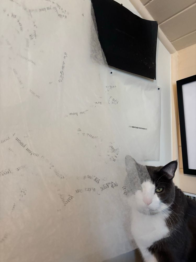 Beautiful grey and white cat stares at you through a very sheer sheet of paper with text printed on it. Black and white paper on the wall behind the cat.