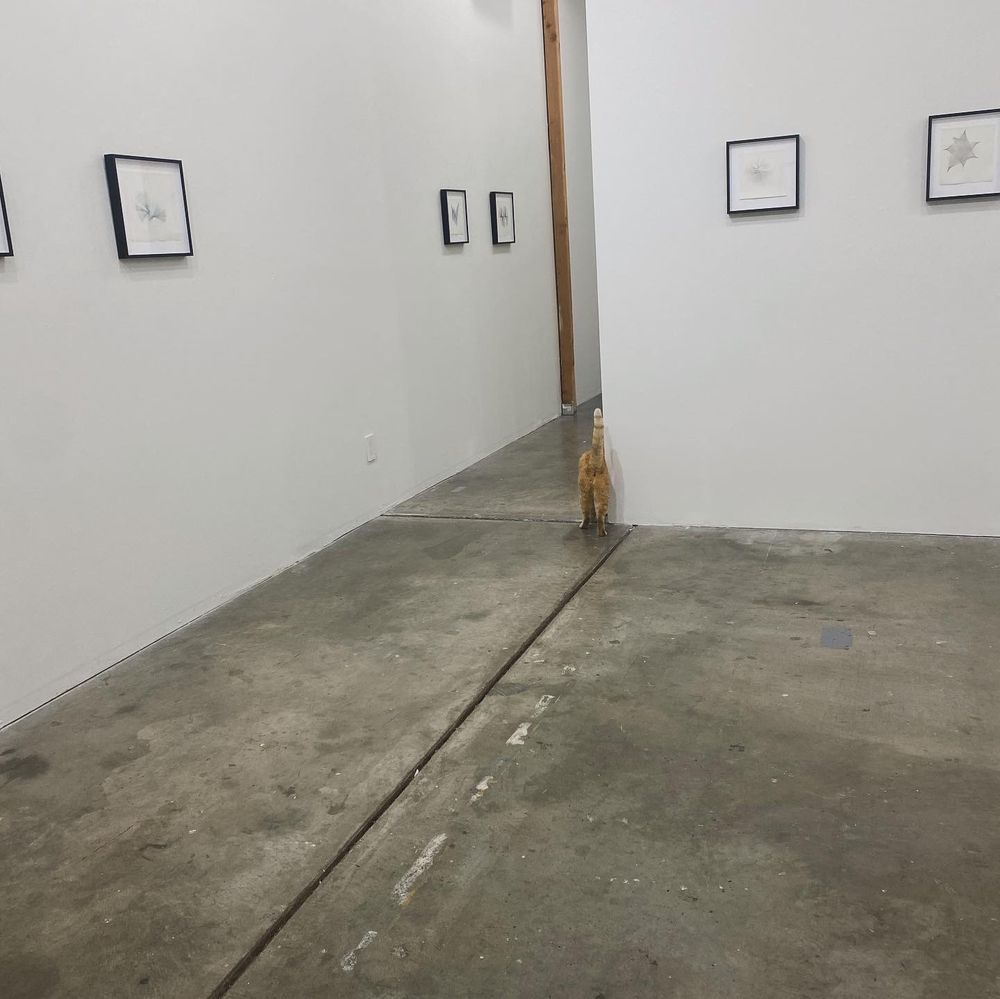 White walls and concrete floor with several framed works on paper, back of orange cat also visible