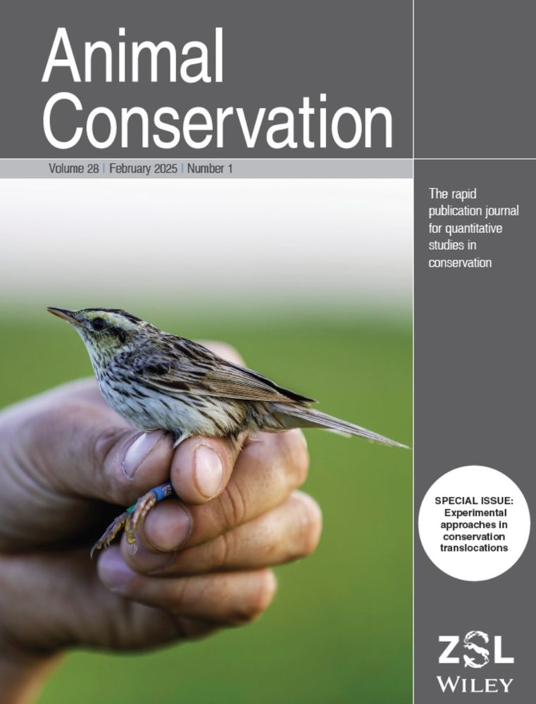 The cover of the Special Issue: Experimental approaches in conservation translocations. Photo shows an aquatic warbler with leg bands held in hand.