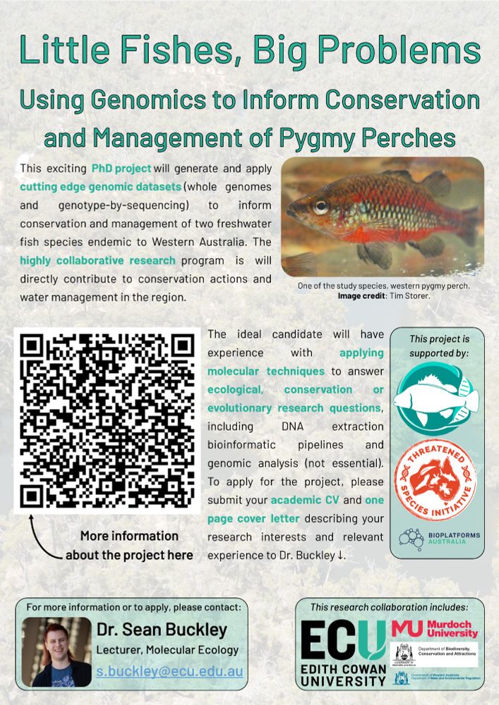 An A4 flyer for the project "Little Fishes, Big Problems: Using Genomics to Inform Conservation and Management of Pygmy Perches". Text reads "This exciting PhD project will generate and apply cutting edge genomic datasets (whole genomes and genotype-by-sequencing) to inform conservation and management of two freshwater fish species endemic to Western Australia. The highly collaborative research program is will directly contribute to conservation actions and water management in the region. The ideal candidate will have experience with applying molecular techniques to answer ecological, conservation or evolutionary research questions, including DNA extraction bioinformatic pipelines and genomic analysis (not essential). To apply for the project, please submit your academic CV and one page cover letter describing your research interests and relevant experience to Dr. Buckley." It includes a photo of a male western pygmy perch in breeding colours, a QR code, and several logos.