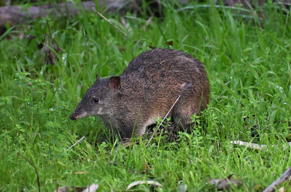 A photo of a quenda (Isoodon fusciventer), a small ground-dwelling marsupial, standing amongst some dense and vividly green grass with damp fur from the rain.
