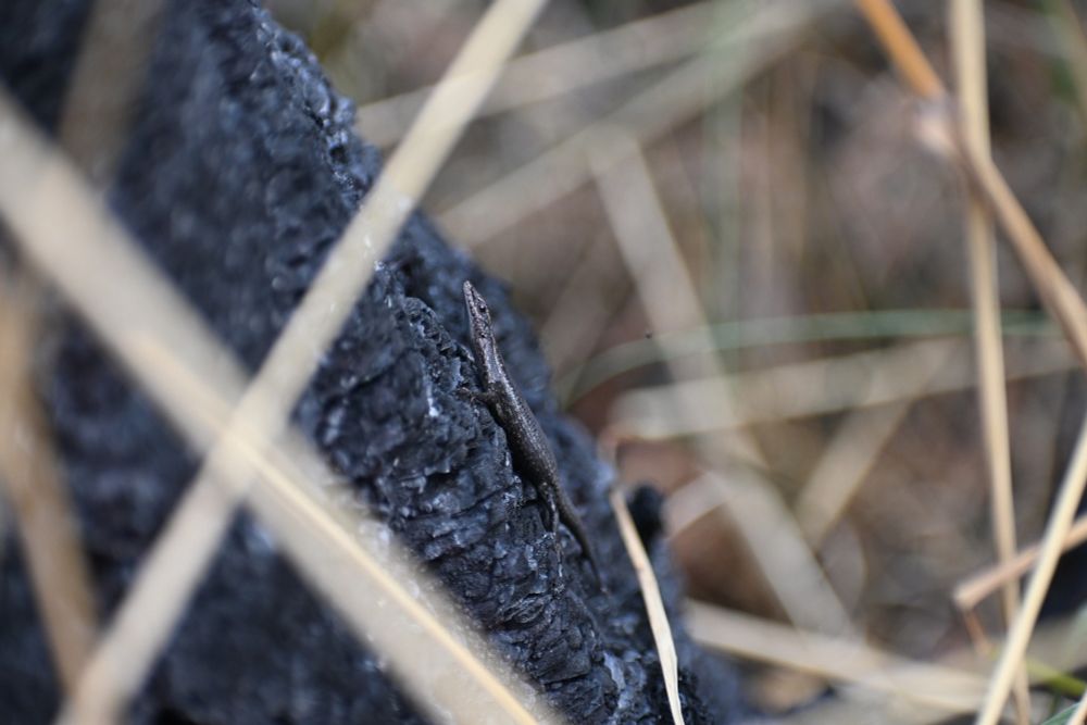 A photo of a Buchanan's snake-eyed skink (Cryptoblepharus buchanani), a small reptile found in Western Australia and common in urban environments, on the black bark of a previously-burnt grass tree. 