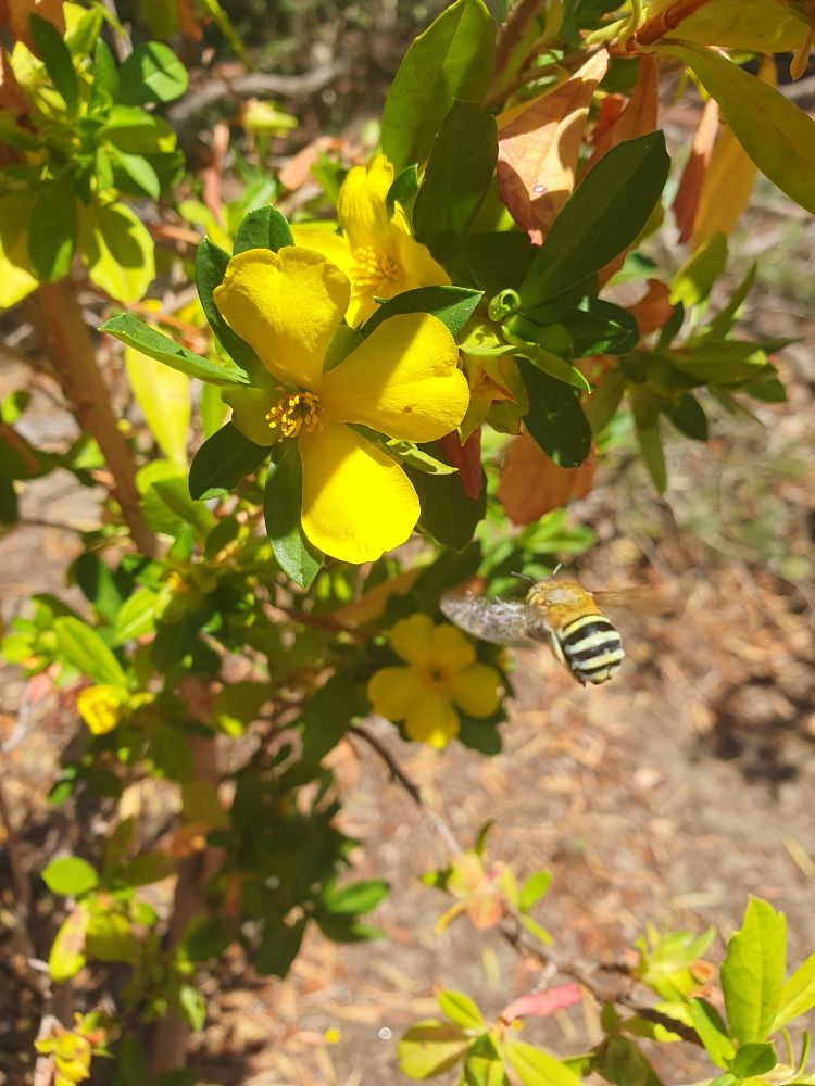 A small blue-banded bee flying towards some bright yellow flowers.