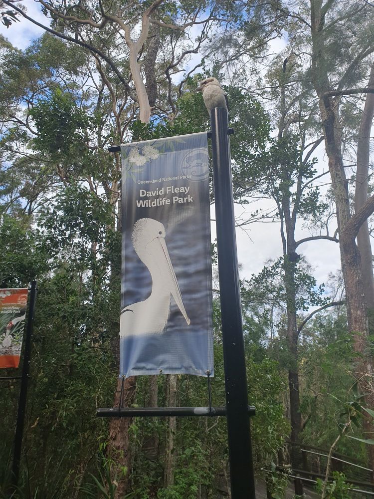 A kookaburra perched on top of a flagpole and banner for David Fleay Wildlife Park, surrounded by rainforest.