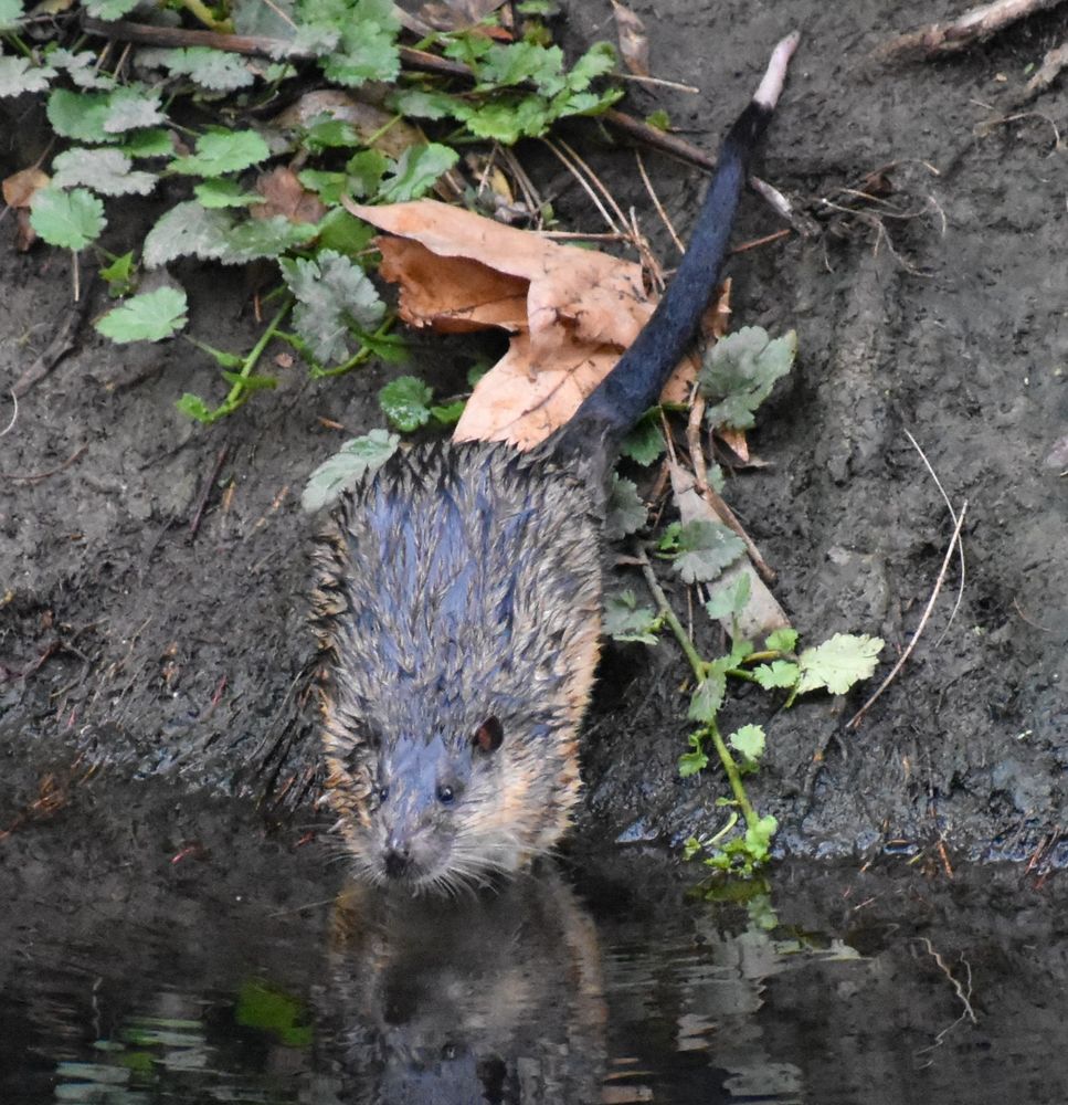A photo of a rakali sitting along the riverbank of the River Torrens in Adelaide, South Australia. Photo by me.