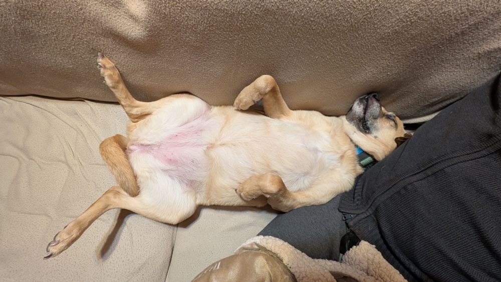 a tan dog lies belly up on a couch, sound asleep with all 4 paws raised in the air
