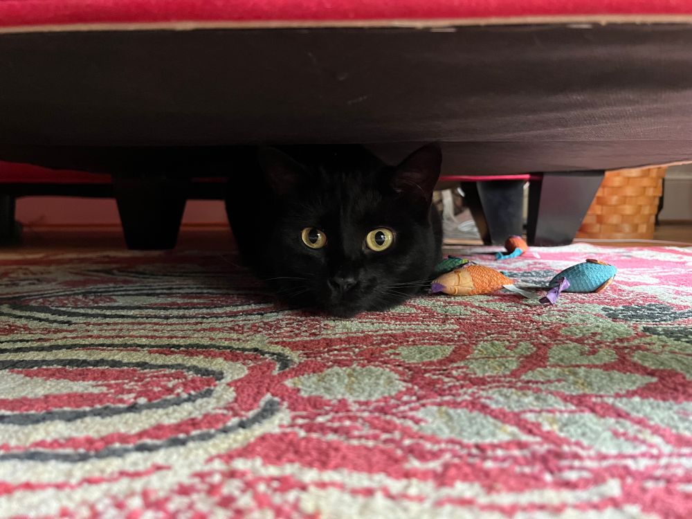 A tuxedo cat under a couch stares with wide eyes. 