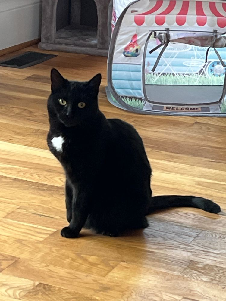 A tuxedo cat sits in front of a pop-up toy caravan, one paw raised. 