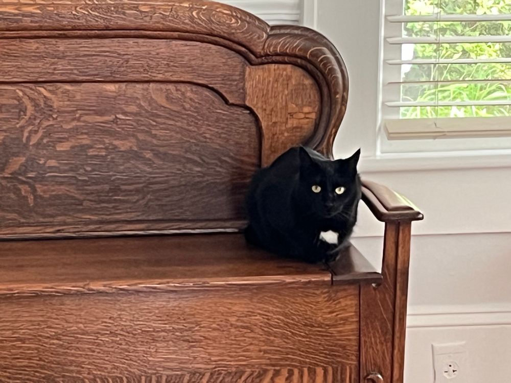 An alert tuxedo cat perches on a wooden bench. 