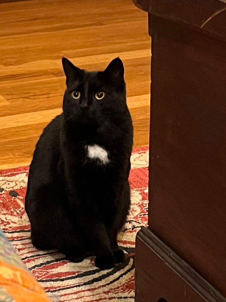 A tuxedo cat sits on the floor and looks off to the side. 
