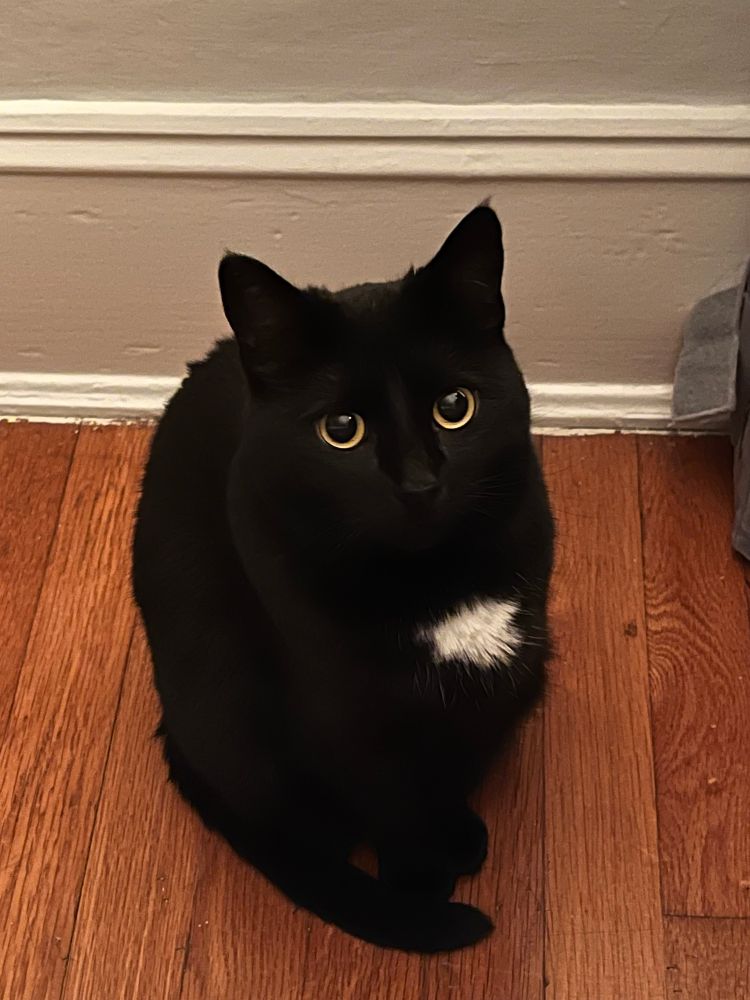 A small tuxedo cat with wide eyes sits on the floor, looking up alertly. 