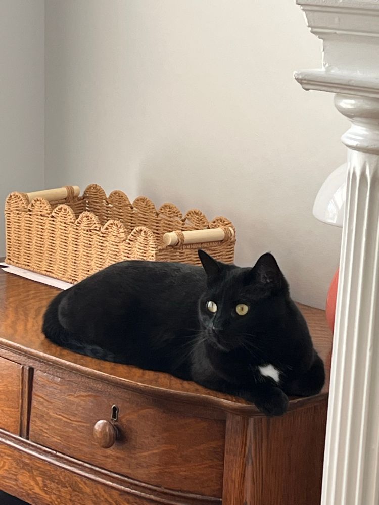 An alert-looking tuxedo cat lies on top of a desk. 