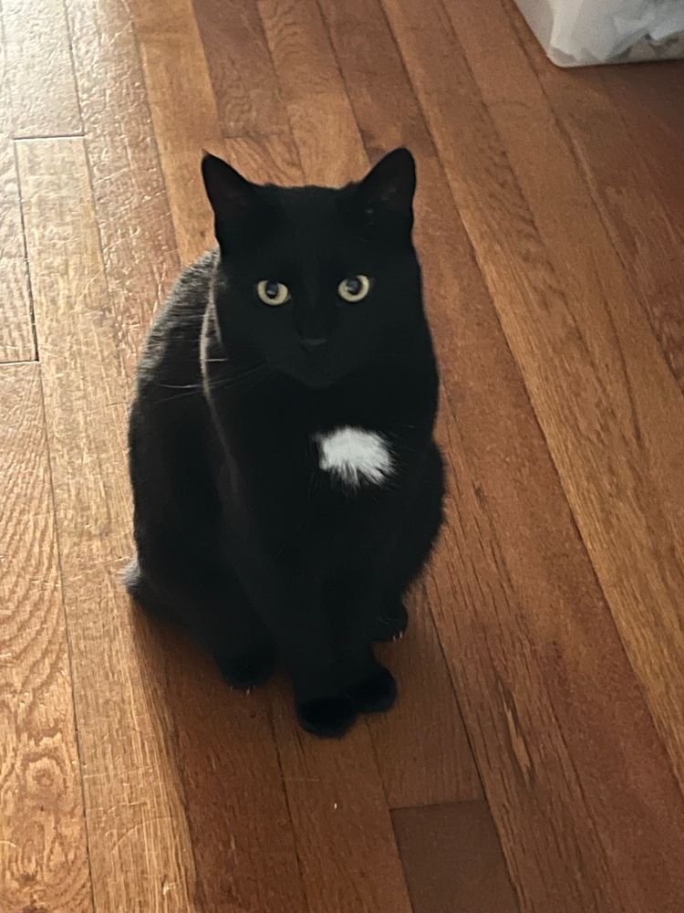 A tuxedo cat is sitting on the floor and looking up toward the camera. 