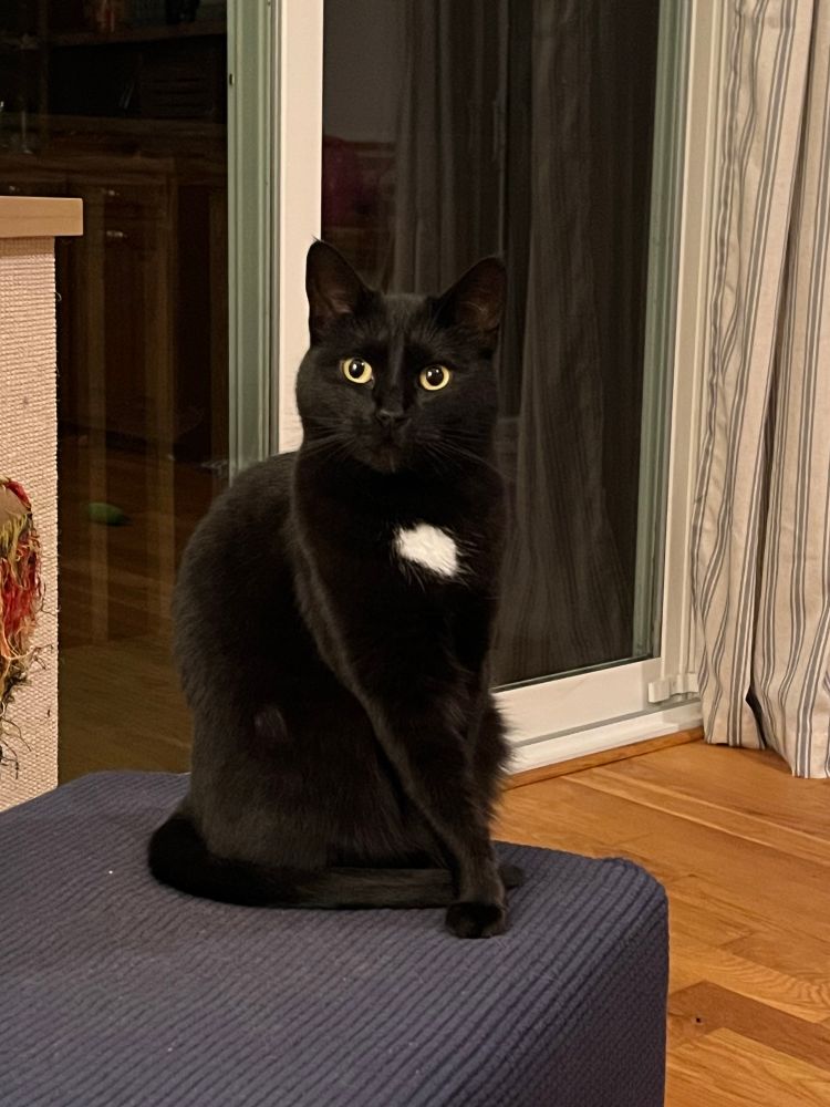 An alert-looking tuxedo cat sits on an ottoman.  