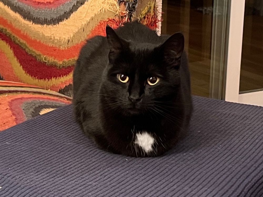 A tuxedo cat sits loaf-style on an ottoman. 