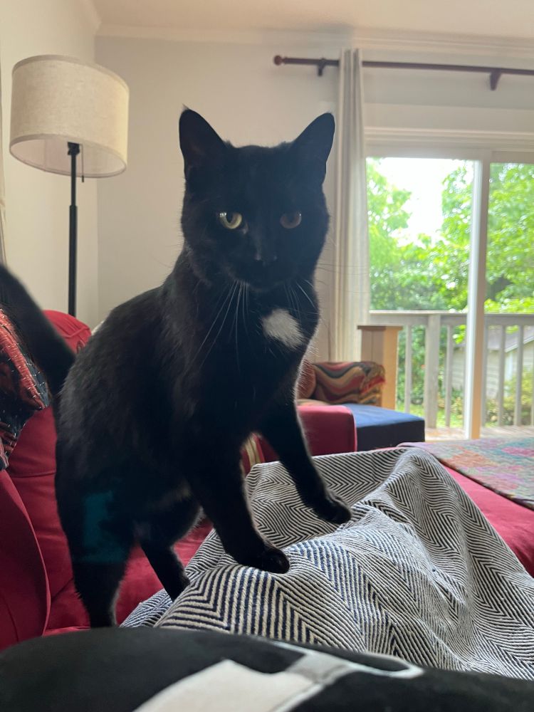 A tuxedo cat stands on a person who is lying on the couch with a blanket over her.
