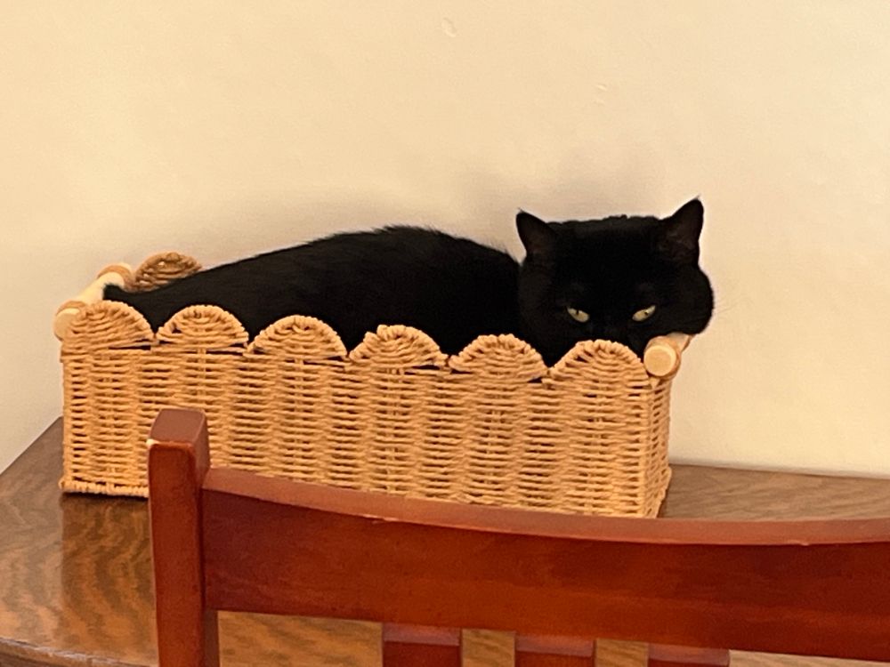 A sleepy-looking black cat lies in a rectangular basket on a desk. 