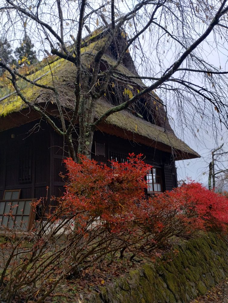 Traditional Japanese village house with a thatched roof, behind some brilliant red bushes