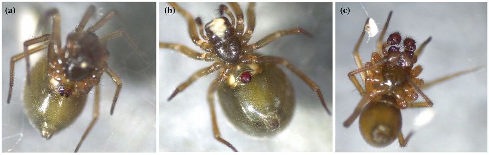 Three stereo-microscope views of Mermessus trilobatus (dwarf spider): (a) an unmated female seen from above with a smooth epigynal, (b) a mated female showing the rounded mating plug covering her epigyne, and (c) a male with slender legs and elongated abdomen, all on a neutral background.