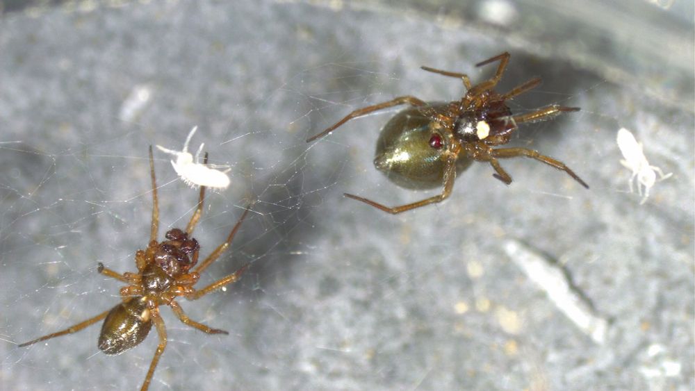 Two small brown spiders on their webs with white springtails. The smaller male spider is on the left, while the larger female spider on the right has a visible red mating plug that develops after her first mating to ensure paternity. Small white springtails, which serve as food for the spiders, are scattered on the silky webs.