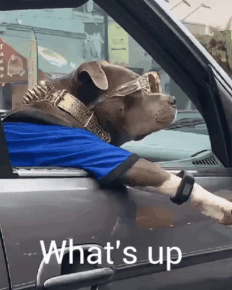 a dog wearing sunglasses and a blue shirt is sitting in a car with the words what 's up on the side