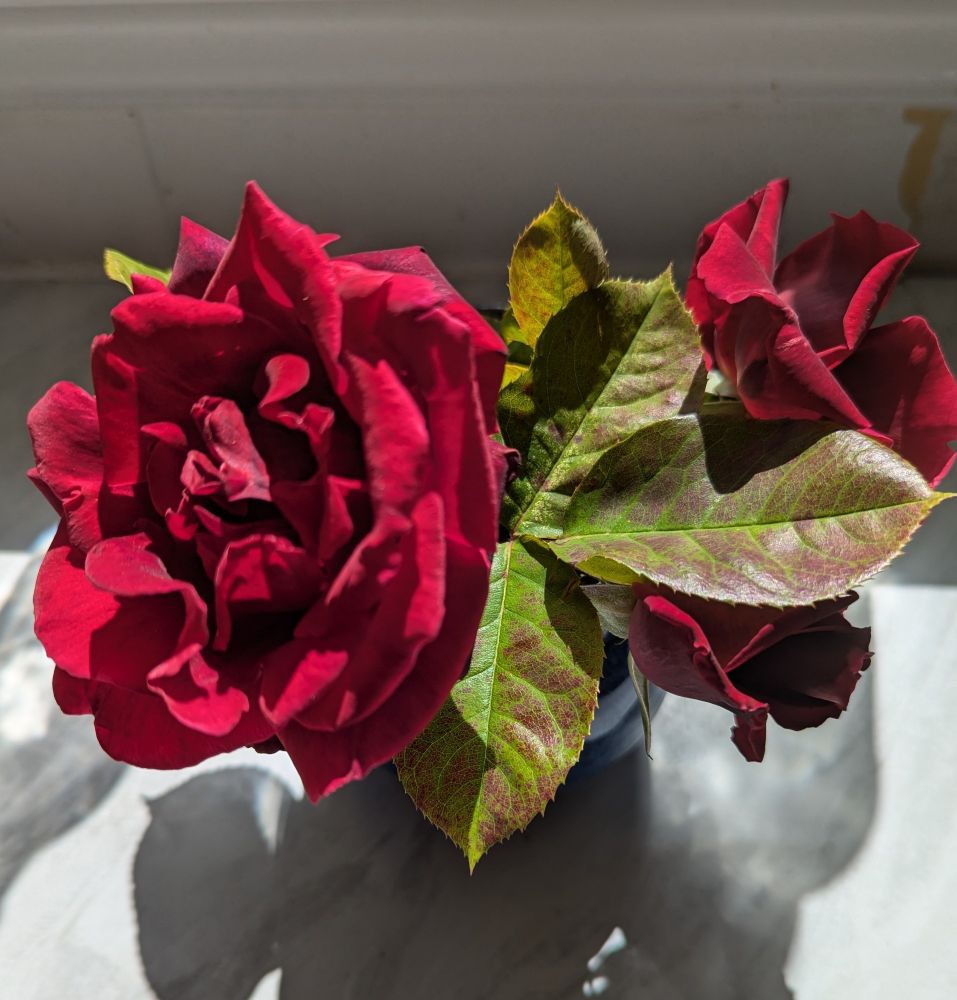 A big deep red rose in a vase with another flower head and a bud of the same rose.