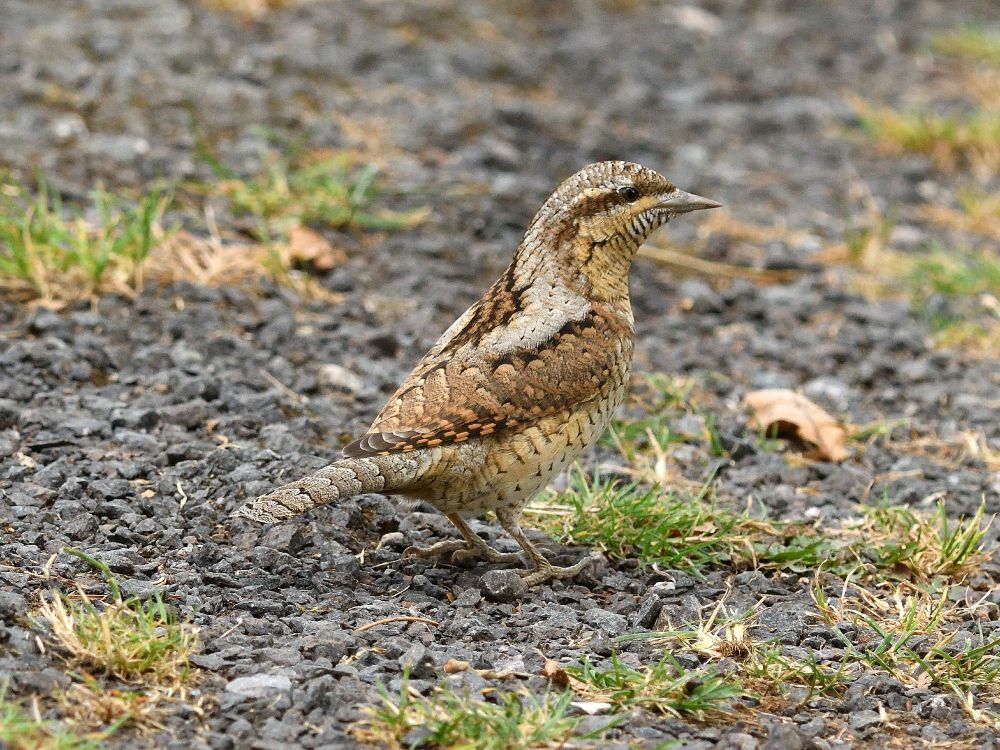 Wryneck (Jynx torquilla) 28/8/2025 Turf Lock, Devon.