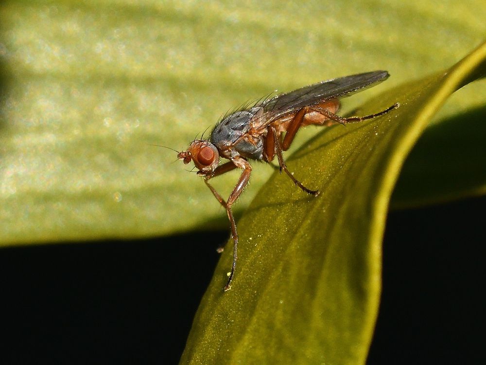 Scoliocentra villosa (Heleomyzidae). A long-legged grey and orange fly on a mistletoe leaf. Often found on carrion and around mammal burrows and caves; widespread but probably overlooked. 3/3/2025 Topsham, Devon.