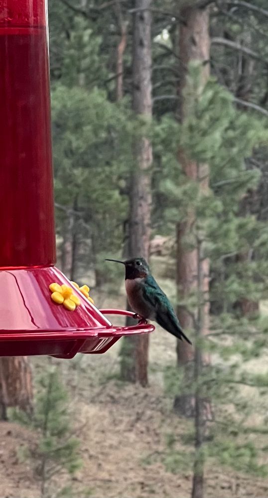 A green feathered hummingbird, red band around its neck, perched on a hummingbird feeder. 