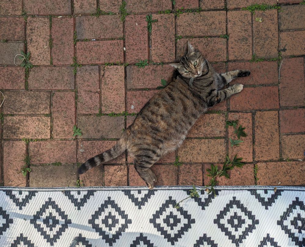 Tabby cat laying down on brick patio with feet on a white and black rug, photographed from above giving the impression that it is standing on the edge of the rug