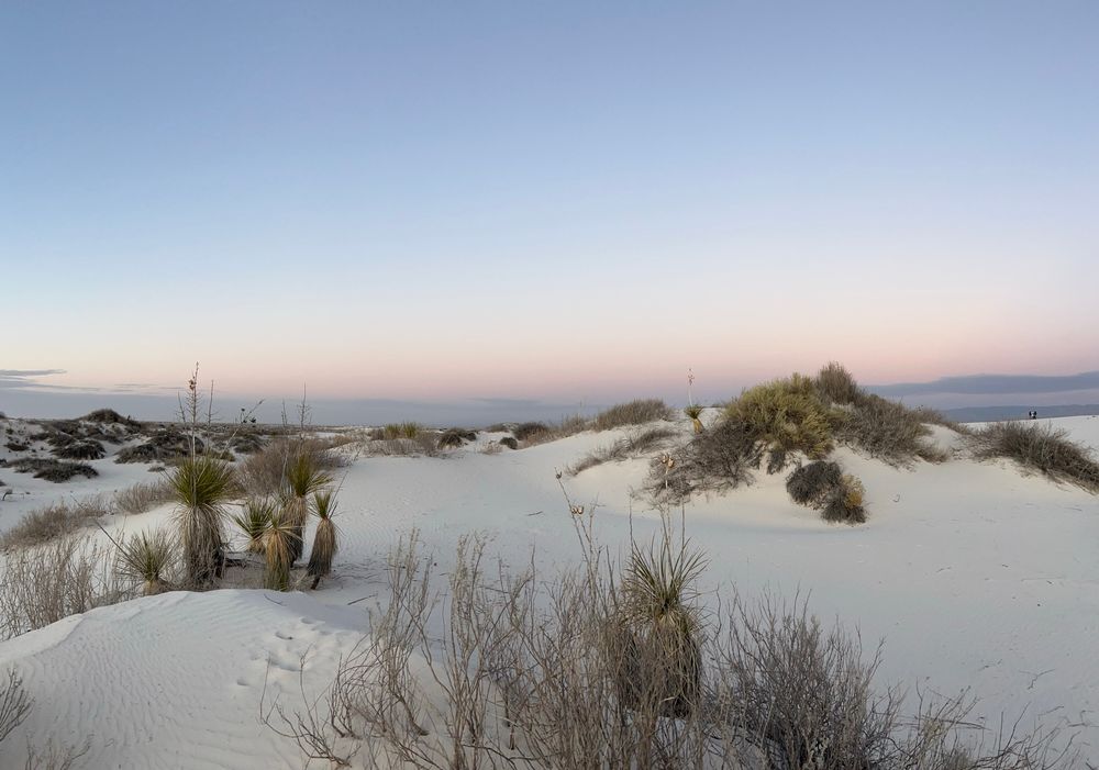 White sand dunes with desert brush at sunset. 