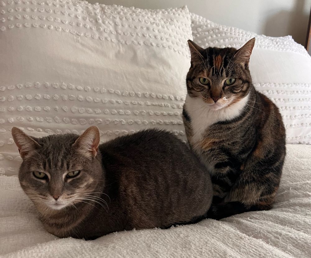 Two cats sitting right next to each other on a bed with white linens. The cat on the left is a silver tabby with a sleepy expression on her face, the cat sitting up against her butt is a torbie cat with a grumpy expression. 